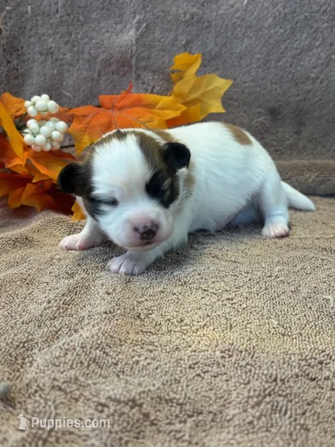 Louie – Papillon puppy for sale in Tiskilwa, IL