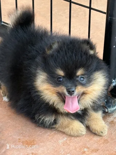 Champion Lineage!! – Pomeranian puppy for sale in Tiskilwa, IL