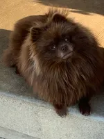 KitKat, a female Pomeranian for sale in Tiskilwa, IL – 2 of 3