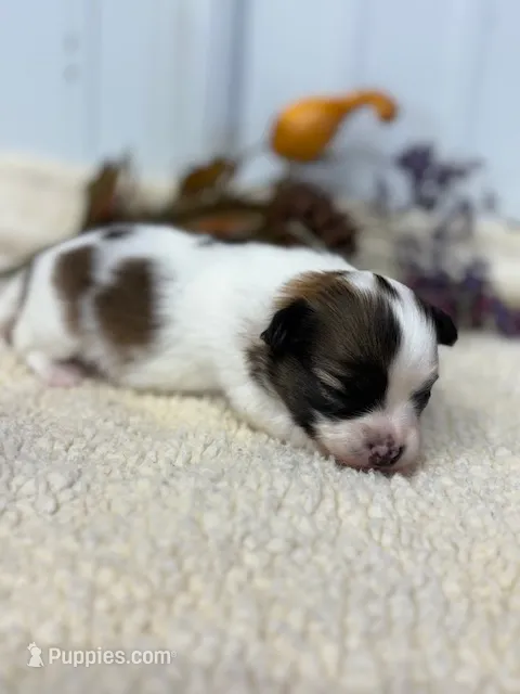 Lexi – Papillon puppy for sale in Tiskilwa, IL