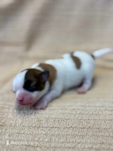 Louie – Papillon puppy for sale in Tiskilwa, IL