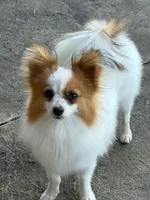 AKC registered , a male Papillon for sale in Tiskilwa, IL – 8 of 8