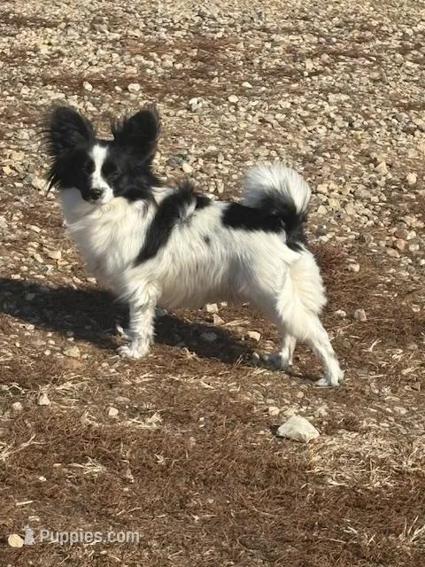 Maddie – Papillon puppy for sale in Tiskilwa, IL