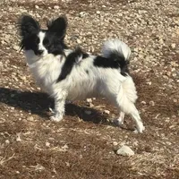 Maddie, a female Papillon for sale in Tiskilwa, IL – Photo 3 of 10