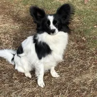 Maddie, a female Papillon for sale in Tiskilwa, IL – Photo 8 of 10