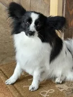 Maddie, a female Papillon for sale in Tiskilwa, IL – Photo 5 of 10