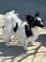 Maddie, a female Papillon for sale in Tiskilwa, IL – Photo 10 of 10