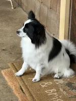 Maddie, a female Papillon for sale in Tiskilwa, IL – Photo 7 of 10