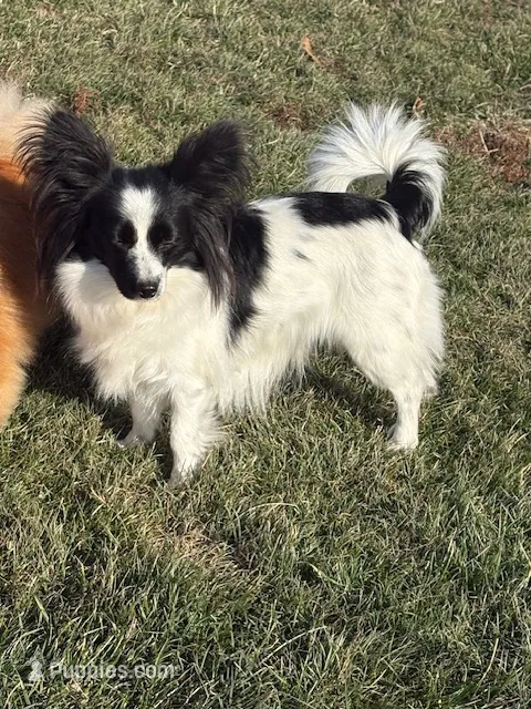 Maddie, a female Papillon for sale in Tiskilwa, IL – Photo 1 of 10