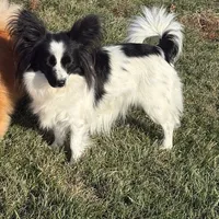 Maddie, a female Papillon for sale in Tiskilwa, IL – Photo 1 of 10