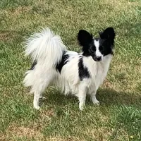 Maddie, a female Papillon for sale in Tiskilwa, IL – Photo 2 of 10