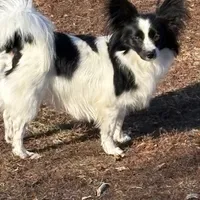 Maddie, a female Papillon for sale in Tiskilwa, IL – Photo 4 of 10