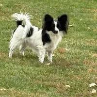 Maddie, a female Papillon for sale in Tiskilwa, IL – Photo 6 of 10
