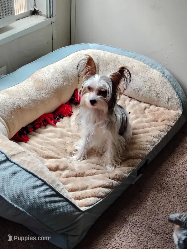 Puppy 2 – Yorkshire Terrier puppy for sale in Florence, AL