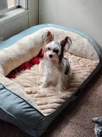 Puppy 2, a male Yorkshire Terrier for sale in Florence, AL – 1 of 4