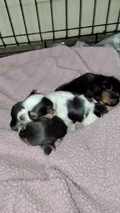 Puppy 2, a male Yorkshire Terrier for sale in Florence, AL – 3 of 4