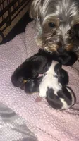 Puppy 2, a male Yorkshire Terrier for sale in Florence, AL – 2 of 4