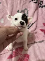 Rex , a male Chiweenie for sale in Greenville, SC – 3 of 6