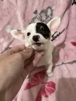Rex , a male Chiweenie for sale in Greenville, SC – 6 of 6