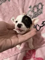 Rex , a male Chiweenie for sale in Greenville, SC – 4 of 6
