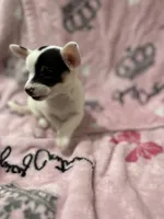 Rex , a male Chiweenie for sale in Greenville, SC – 2 of 6