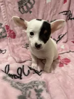 Rex , a male Chiweenie for sale in Greenville, SC – 1 of 6