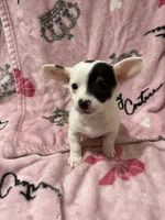 Rex , a male Chiweenie for sale in Greenville, SC – 5 of 6