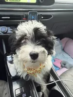 Mochi, a female Sheepadoodle and Miniature Aussiedoodle for sale in Ladson, SC – 4 of 5