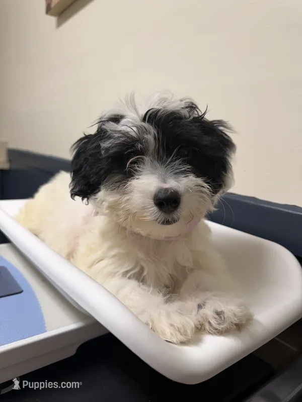 Mochi – Sheepadoodle, Miniature Aussiedoodle puppy for sale in Ladson, SC