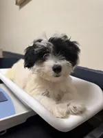 Mochi, a female Sheepadoodle and Miniature Aussiedoodle for sale in Ladson, SC – 1 of 5