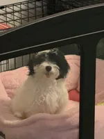 Mochi, a female Sheepadoodle and Miniature Aussiedoodle for sale in Ladson, SC – 3 of 5