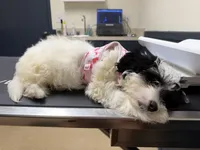 Mochi, a female Sheepadoodle and Miniature Aussiedoodle for sale in Ladson, SC – 2 of 5