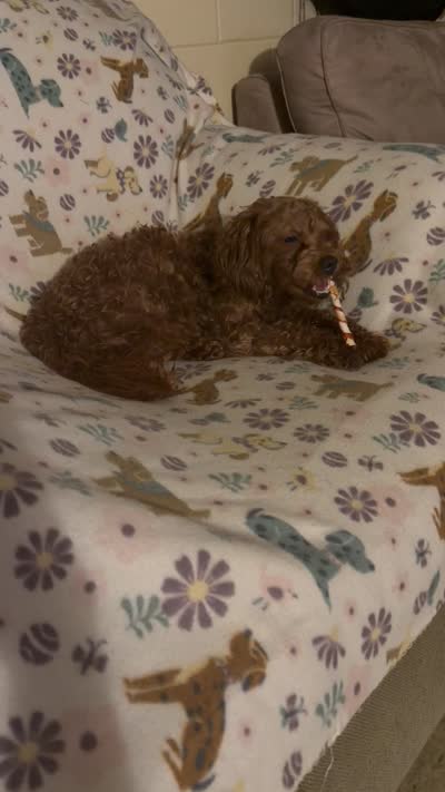 Hazel , a female Maltipoo for sale in Nashville-Davidson, TN – 1 of 1