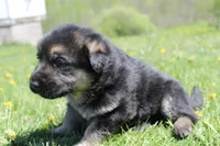 Fox, a female German Shepherd Dog for sale in Glenwood City, WI – 3 of 3