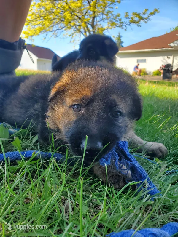 Charlie – German Shepherd Dog puppy for sale in Glenwood City, WI