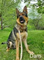 Fox, a female German Shepherd Dog for sale in Glenwood City, WI – 3 of 5