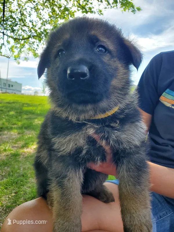 Charlie – German Shepherd Dog puppy for sale in Glenwood City, WI