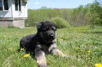 Bravo, a male German Shepherd Dog for sale in Glenwood City, WI – 3 of 4