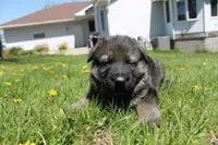 Charlie, a male German Shepherd Dog for sale in Glenwood City, WI – 2 of 2
