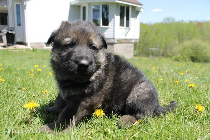 Charlie – German Shepherd Dog puppy for sale in Glenwood City, WI