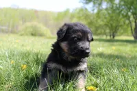 Echo, a female German Shepherd Dog for sale in Glenwood City, WI – 2 of 2