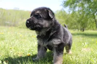 Bravo, a male German Shepherd Dog for sale in Glenwood City, WI – 4 of 4