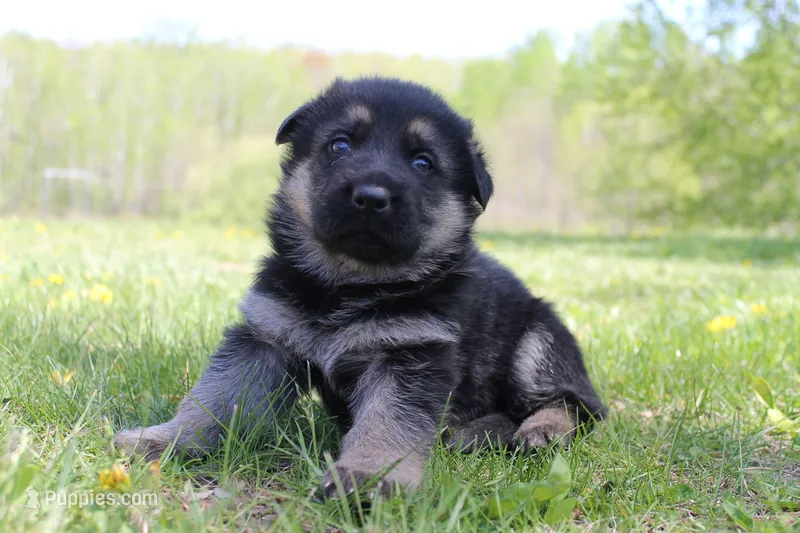 Fox – German Shepherd Dog puppy for sale in Glenwood City, WI