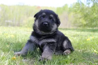 Fox, a female German Shepherd Dog for sale in Glenwood City, WI – 1 of 3