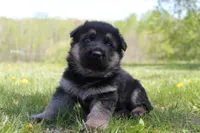 Fox, a female German Shepherd Dog for sale in Glenwood City, WI – 5 of 5
