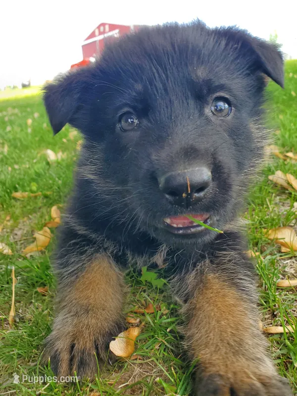 Alpha – German Shepherd Dog puppy for sale in Glenwood City, WI