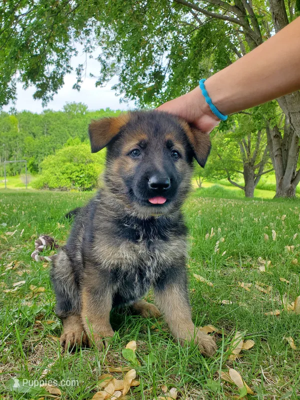 Charlie – German Shepherd Dog puppy for sale in Glenwood City, WI