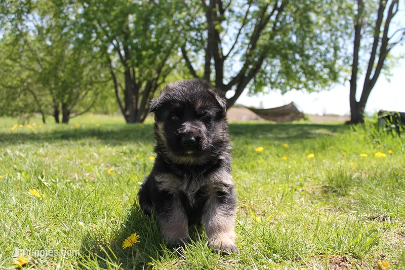 Bravo – German Shepherd Dog puppy for sale in Glenwood City, WI