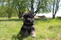 Bravo, a male German Shepherd Dog for sale in Glenwood City, WI – 1 of 4