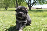 Fox, a female German Shepherd Dog for sale in Glenwood City, WI – 2 of 3